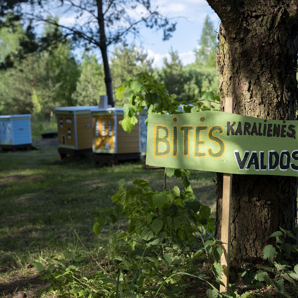 Atsargiai, bitės karalienės valdos 