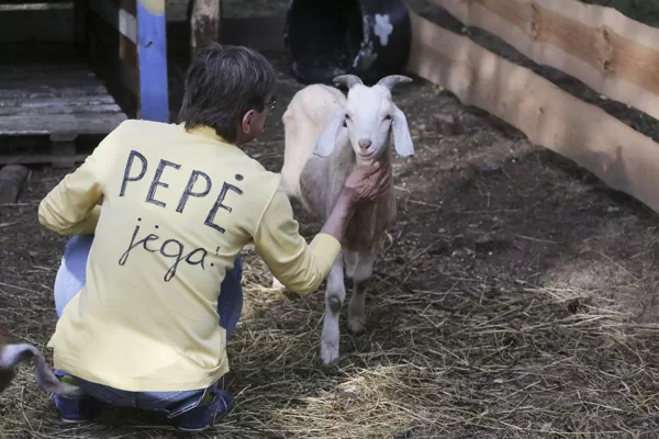 Pepės gerbėjai 
