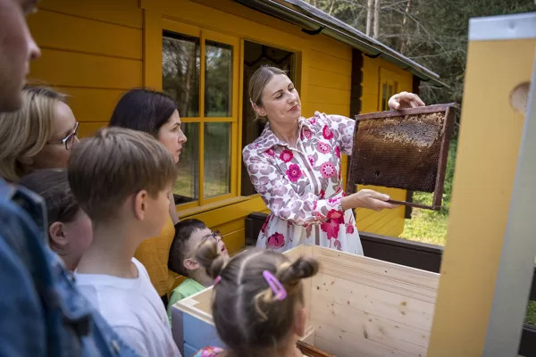  o kas yra avilio viduje? 